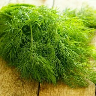 خرید شوید خشک توتونی شیراز با کیفیت بالا